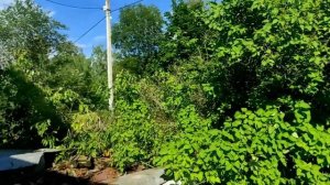 22.07.22.Дача.. обрезаю старый  куст жасмина..