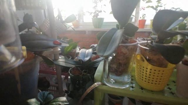 Собираюсь поливать орхидеи/Поболтаем/Обзор малышей/03.09.22 смотреть онлайн