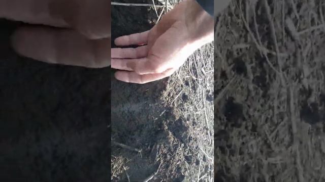 Подготовка почвы к посеву кукурузы 2020 смотреть онлайн