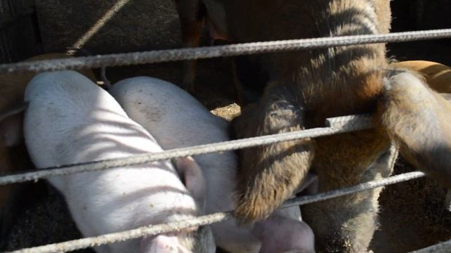 Поросята 1 месяц перед продажей порода Ландрас-Дюрок.