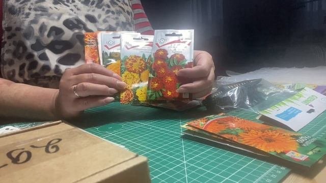 Бархатцы.шафран имеретинский выращу на клумбе. Самый вкусный фарш для поз.