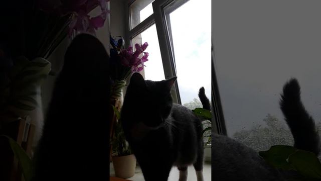 Кошачьи нежности