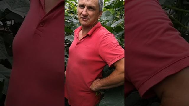 Огурцы Гавриш смотреть онлайн