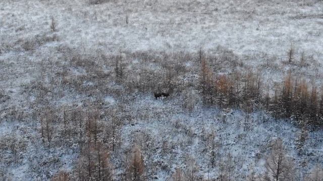 Первая съёмка лося на квадрокоптер смотреть онлайн