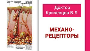 МЕХАНО РЕЦЕПТОРЫ
