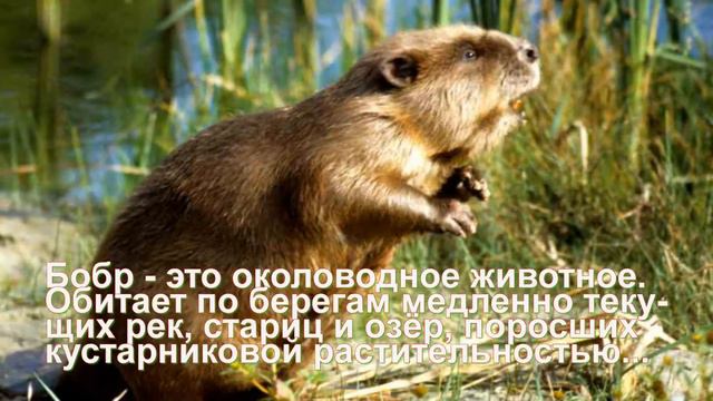 Загадочный бобр