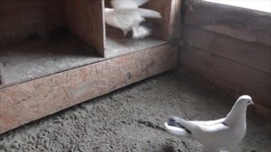 Голуби бойные бакинские широкохвостые перые