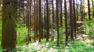 Пейзажи лета, пение птиц: лесной массив в солнечную погоду. Звуки живой природы.