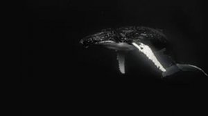 8 Hours of Singing whales | Whale sounds | Пение китов | Звуки китов