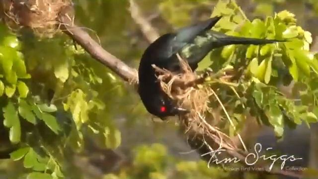 Starling Shinning The Aplonis metallica Birdslive смотреть онлайн