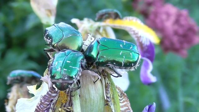 Бронзовки золотистые. ( Cetonia aurata )