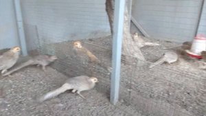 фазаны серебряный, королевский, лимонные, белый охотничий, и куры бентамки