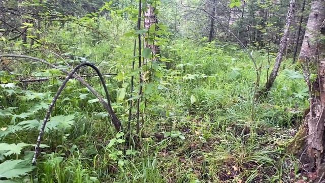 Тихая охота. Какую чагу лучше не брать и почему! Экипировка грибника. смотреть онлайн