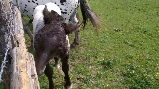Лошади забавные животные  Породистые лошади  Австрия лошади в Альпах . Pferde Mutter mit Kind.