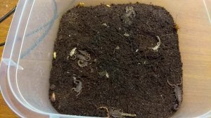 Эксперимент по колониальному содержанию скорпионов Janalychas tricarinatus. Финал. Подводим итоги