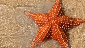 Морские глубины