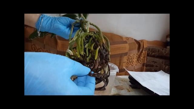Экстренное спасение ванды от панцирного клеща.