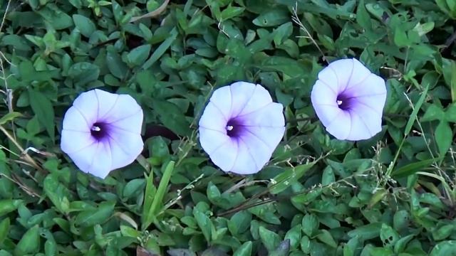 С ДОБРЫМ Воскресным Утром!