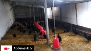Мургпарвари 1200 дона мург дар хона тичорат бизнеси Мурги Сиёх