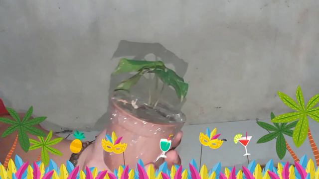 Unboxing syngonium variegata смотреть онлайн