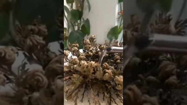 Fast Growing Plant