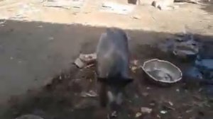 Купание в грязи