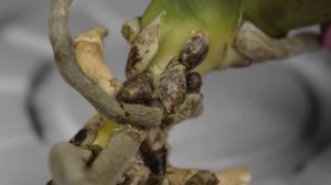 фузариоз - ПРИЗНАКИ ! ФУЗАРИОЗ ОРХИДЕИ ЛЕЧЕНИЕ ! фузариоз фунгициды