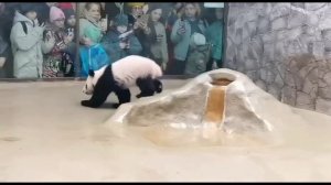 Родившаяся в Московском зоопарке панда Катюша продолжает познавать мир. К восторгу посетителей