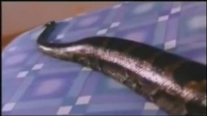 Девушку поедает змея