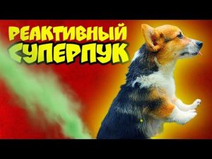 РЕАКТИВНЫЙ СУПЕРПУК!! Все серии СЕНТЯБРЯ подряд! Корги Кекс Говорящая собака