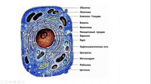 Урок №1 "Клетка животных"