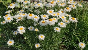 Нивяник Крупноцветковый ( Садовая ромашка). Как очарователен он в саду!!!???