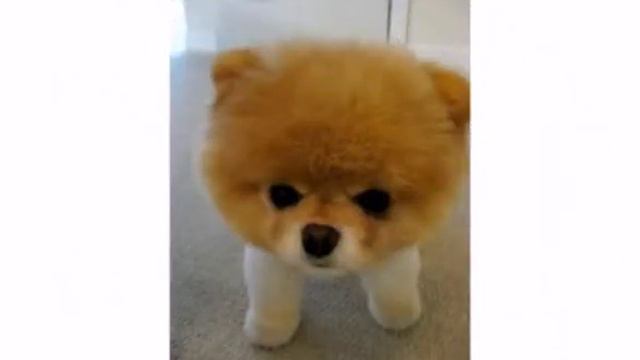 Фото "Собачки няшки,, смотреть онлайн