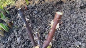 Обрезка гортензий Вимс Ред и Саммер Сноу. Обрезка роз Мэри Энн и Леонардо да Винчи 06.04.2023г.