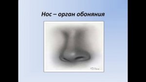 Презентация Мы познаем окружающий мир с помощью органов чувств