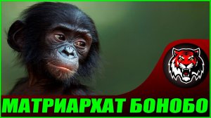 Матриархат и Вымирание обезьян Бонобо (Сравнение общества)