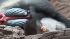 Павианы:взрослые и дети