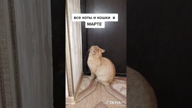 все коты и кошки в МАРТЕ