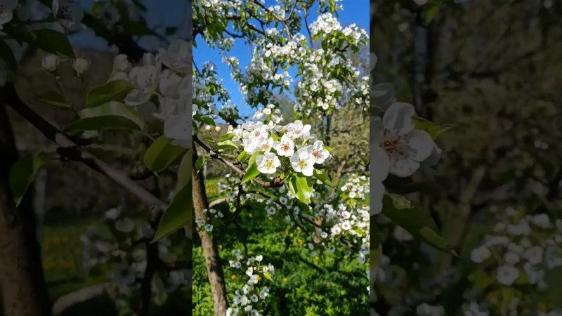 30 апреля. Цветение груши.  в саду. Пение птиц. Дачная жизнь.
