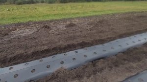 Посадка клубники Роксана и Мальга *