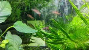 Дарио тигровый / Black Tiger Dario/ Dario tigris