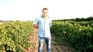 ПОДВОЙ ДЛЯ ВИНОГРАДА , Кобер 5ББ, СО4 , и зачем делают привитые саженцы винограда?!