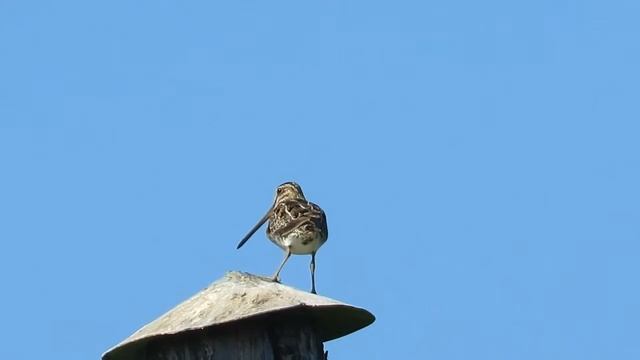 Бекас на столбе смотреть онлайн