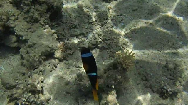 olympus tg 3, Красное море май 2015 смотреть онлайн