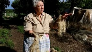 Что делать с шерстью баранов