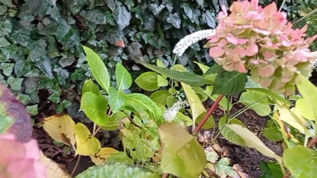 ЦВЕТОК НОЯБРЯ! КОРОЛЕВА ОСЕННЕГО САДА. Вторая молодость крупнолистной гортензии. смотреть онлайн