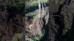 Саженцы яблони  на подвое 54-118