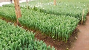 Обзор теплицы, тюльпана, 14 февраля. выгонка тюльпана на 8 марта. Красота!!!