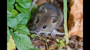 Кавказский биосферный заповедник