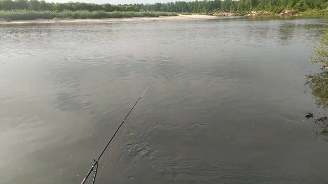 ПОЙМАЛ ТРОФЕЙНОГО ЯЗЯ НА ПОПЛАВОК РЫБАЛКА НА ПОПЛАВОК НА РЕКЕ СУРА ВЕСНОЙ смотреть онлайн